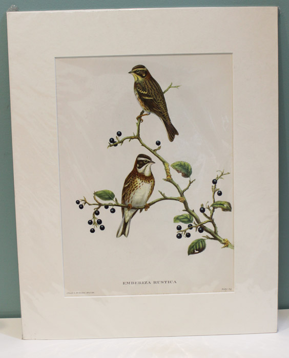 Decorative Gould print of a... image