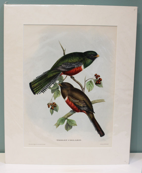 Decorative Gould print of a... image