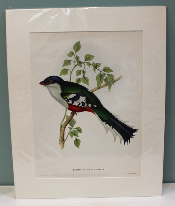 Decorative Gould print of a... image