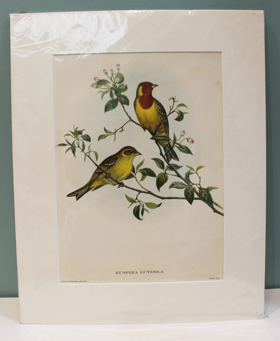 Decorative Gould print of a... image