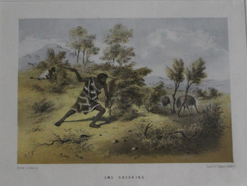 'Emu Sneaking', an original... image