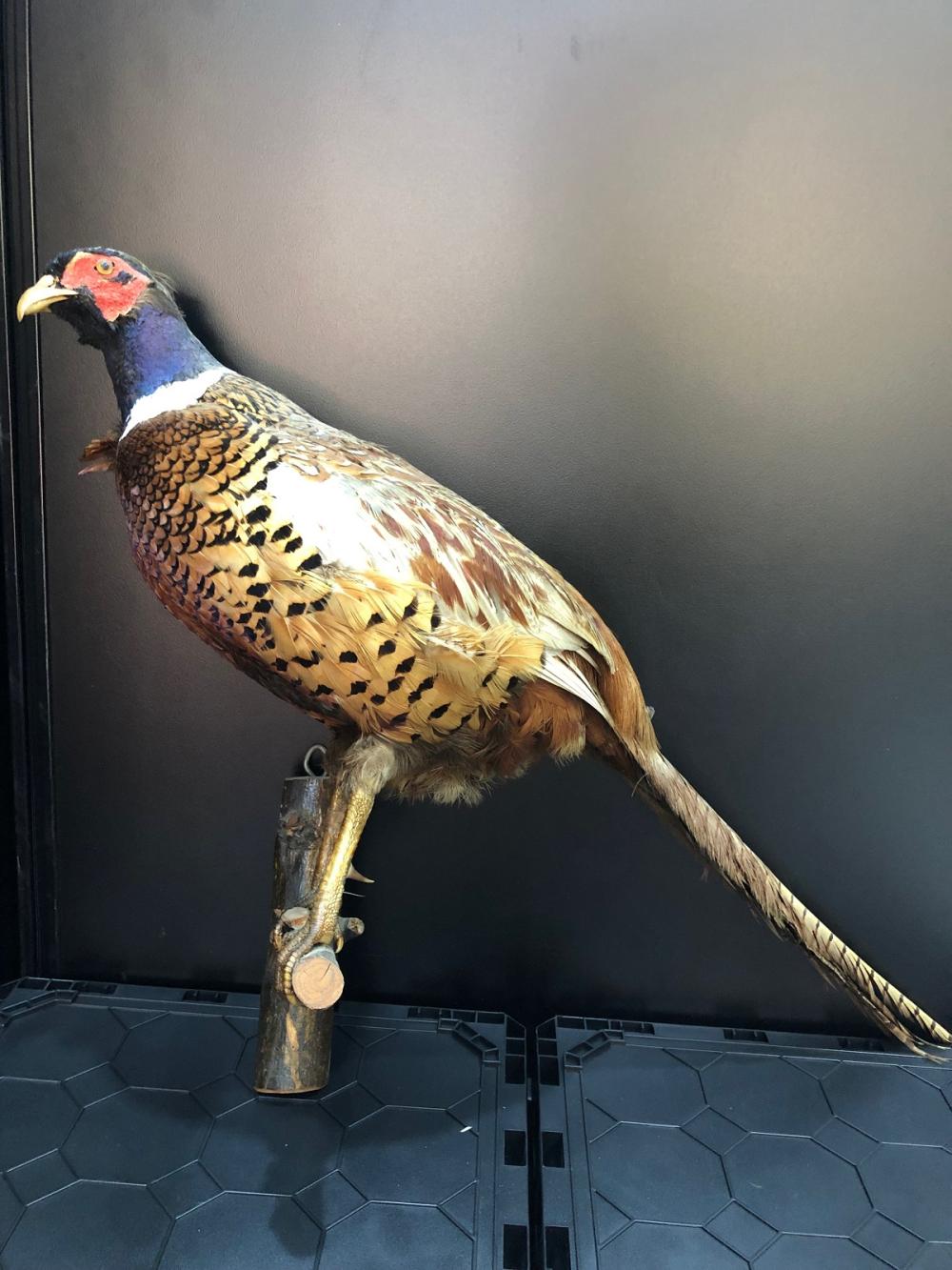 Preserved Ring-neck Pheasant image