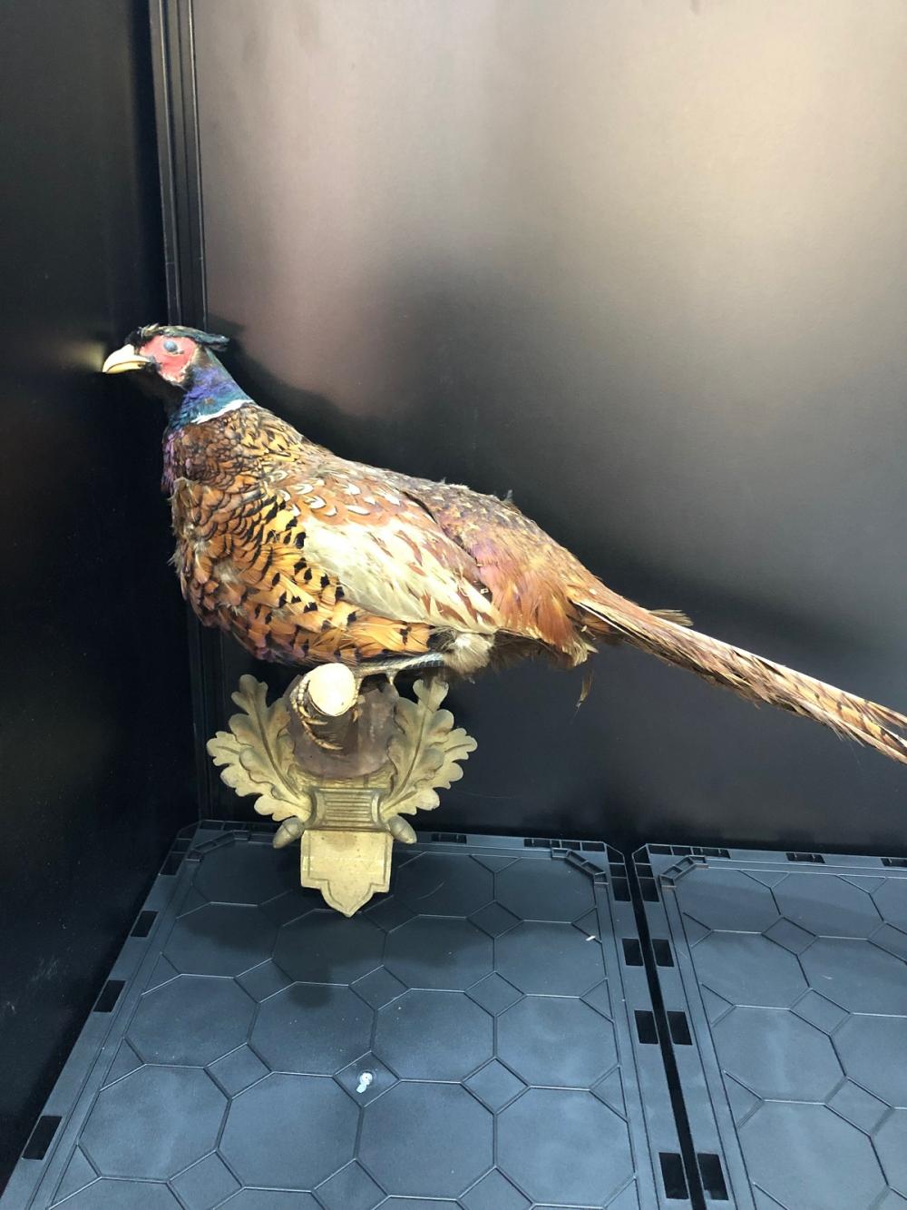 Preserved Ring-neck Pheasant image