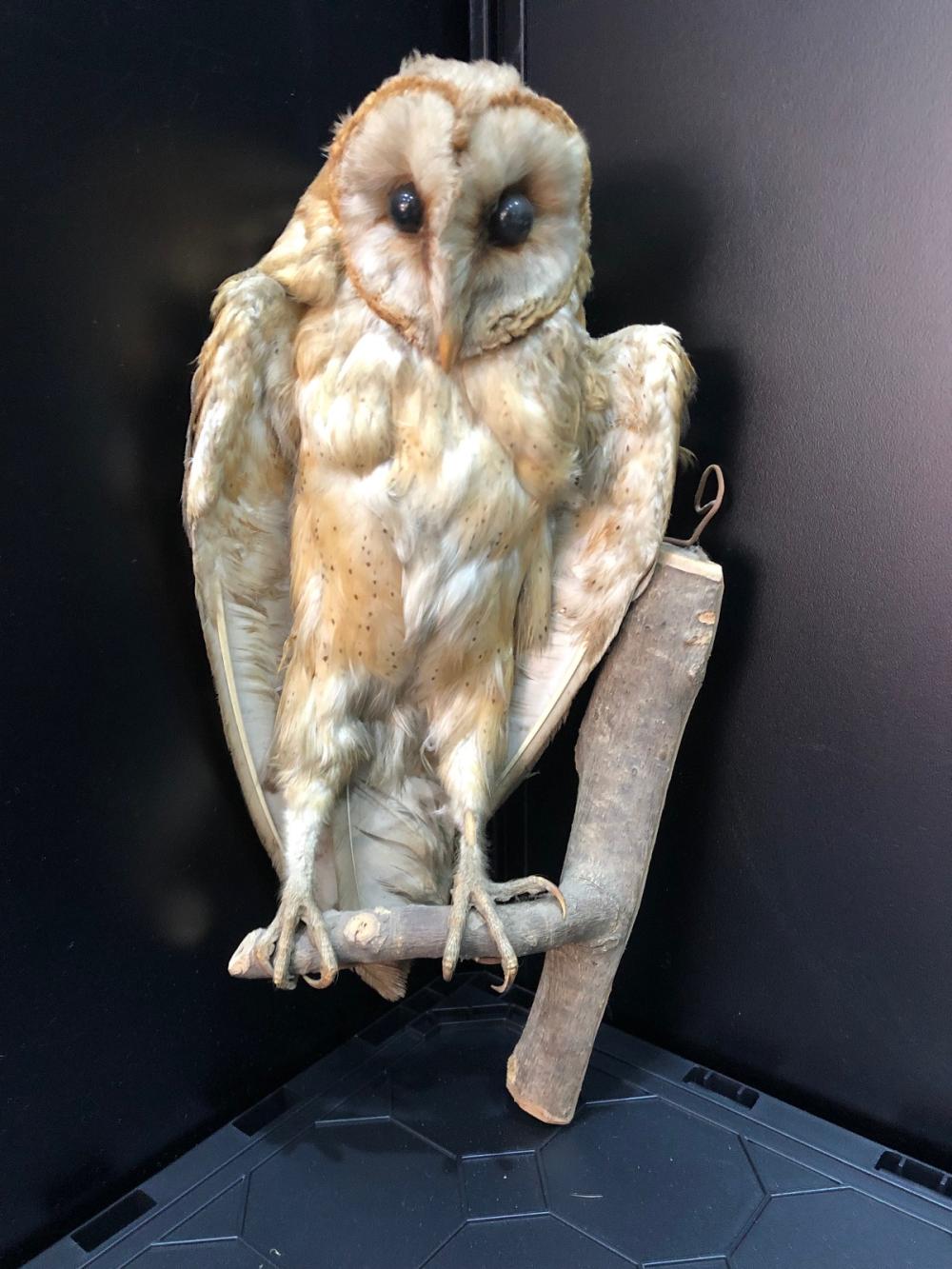 Preserved Barn-Owl image