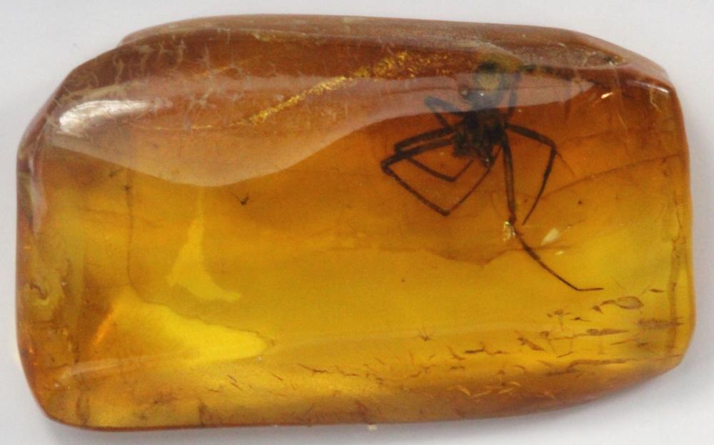 Collectable Baltic Amber wi... image