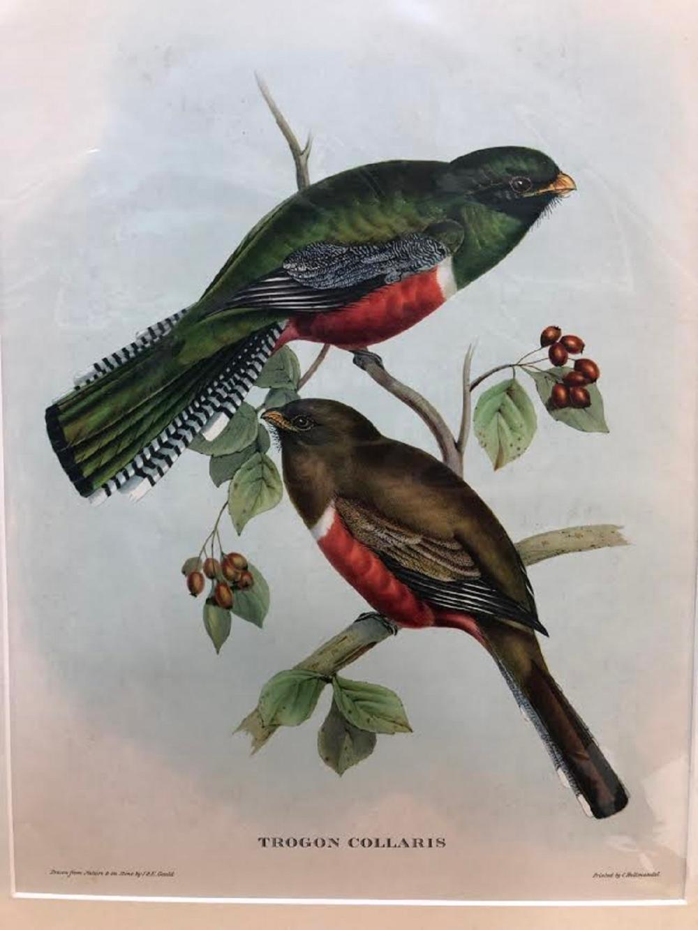 Late Coloured 'Gould Lithog... image