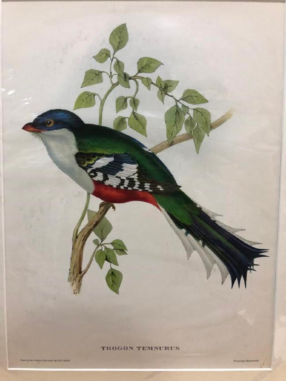 Late Coloured 'Gould Lithog... image